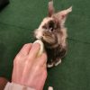 Images de profil de Marine - Blooming Pets - Petsitting et garde d'animaux à domicile