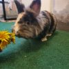 Images de profil de Marine - Blooming Pets - Petsitting et garde d'animaux à domicile