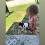 Thanos   American Bully Femelle - Garde d'animaux à domicile