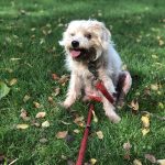 Daisy   Griffon Fauve de Bretagne Femelle - Garde d'animaux à domicile