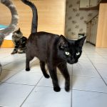 Bagheera   Chat de gouttière (Commun) Femelle - Garde d'animaux à domicile