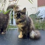 Cannelle   Chat de gouttière (Commun) Femelle - Garde d'animaux à domicile