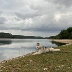 Tokyo   Siberian Husky Femelle - Garde d'animaux à domicile