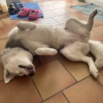 Tiana   Siberian Husky Femelle - Garde d'animaux à domicile