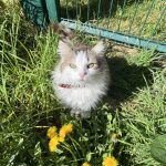 Inaya   Chat de gouttière (Commun) Femelle - Garde d'animaux à domicile