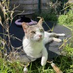 Félix   Chat de gouttière (Commun) Mâle - Garde d'animaux à domicile