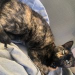 Puka   Chat de gouttière (Commun) Femelle - Garde d'animaux à domicile