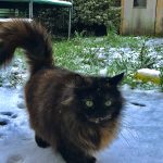 Luna   Chat de gouttière (Commun) Femelle - Garde d'animaux à domicile