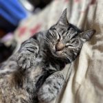 Simba   Chat de gouttière (Commun) Femelle - Garde d'animaux à domicile