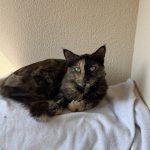 Nala   Chat de gouttière (Commun) Femelle - Garde d'animaux à domicile