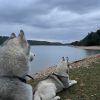 Images de profil de Pauline - Blooming Pets - Petsitting et garde d'animaux à domicile
