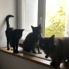 Images de profil de Pauline - Blooming Pets - Petsitting et garde d'animaux à domicile