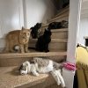 Images de profil de Pauline - Blooming Pets - Petsitting et garde d'animaux à domicile