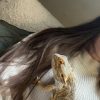 Images de profil de Pauline - Blooming Pets - Petsitting et garde d'animaux à domicile