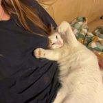 Minouche   European Shorthair (Européen) Mâle stérilisé - Garde d'animaux à domicile