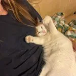 Minouche   European Shorthair (Européen) Mâle stérilisé - Garde d'animaux à domicile