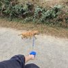 Images de profil de Chloé - Blooming Pets - Petsitting et garde d'animaux à domicile