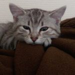 Rose   European Shorthair (Européen) Femelle - Garde d'animaux à domicile