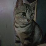 Wifi   European Shorthair (Européen) Femelle - Garde d'animaux à domicile