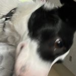 Topaze   Border Collie Mâle - Garde d'animaux à domicile