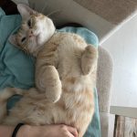Andros   European Shorthair (Européen) Mâle - Garde d'animaux à domicile