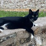 Gustave   European Shorthair (Européen) Mâle - Garde d'animaux à domicile