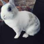 Jumpy   Nain Femelle - Garde d'animaux à domicile