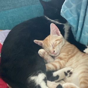Images de profil de Noalig - Blooming Pets - Petsitting et garde d'animaux Ă domicile