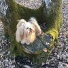 Images de profil de ophélie - Blooming Pets - Petsitting et garde d'animaux à domicile