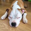 Images de profil de Nathalie - Blooming Pets - Petsitting et garde d'animaux à domicile