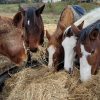 Images de profil de Nathalie - Blooming Pets - Petsitting et garde d'animaux à domicile