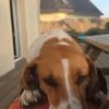 Images de profil de Fantine - Blooming Pets - Petsitting et garde d'animaux à domicile