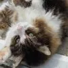 Images de profil de Fantine - Blooming Pets - Petsitting et garde d'animaux à domicile