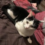 Titi   Chat de gouttière (Commun) Femelle - Garde d'animaux à domicile