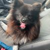 Images de profil de Amelie - Blooming Pets - Petsitting et garde d'animaux à domicile