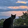 Images de profil de Amelie - Blooming Pets - Petsitting et garde d'animaux à domicile