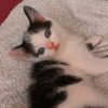 Images de profil de Amelie - Blooming Pets - Petsitting et garde d'animaux à domicile
