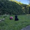 Images de profil de Amelie - Blooming Pets - Petsitting et garde d'animaux à domicile