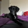 Images de profil de Amelie - Blooming Pets - Petsitting et garde d'animaux à domicile