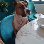 Rashka   American Staffordshire Terrier Femelle - Garde d'animaux à domicile