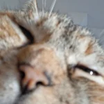 Toki   European Shorthair (Européen) Femelle - Garde d'animaux à domicile
