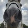 Images de profil de solenn - Blooming Pets - Petsitting et garde d'animaux à domicile