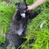 Images de profil de Marine - Blooming Pets - Petsitting et garde d'animaux à domicile