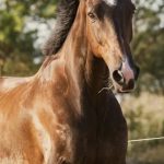Well Fleeced   Pur-sang Anglais Hongre - Garde d'animaux à domicile