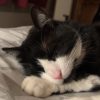 Images de profil de Pauline - Blooming Pets - Petsitting et garde d'animaux à domicile