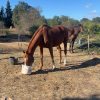 Images de profil de Pauline - Blooming Pets - Petsitting et garde d'animaux à domicile