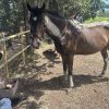 Images de profil de Pauline - Blooming Pets - Petsitting et garde d'animaux à domicile
