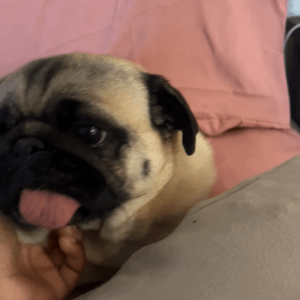 Images de profil de leensha - Blooming Pets - Petsitting et garde d'animaux à domicile