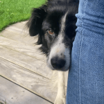 Hermione   Border Collie Femelle - Garde d'animaux à domicile