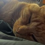 Elliot   European Shorthair (Européen) Mâle - Garde d'animaux à domicile